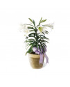 The Easter Lily Plant The Easter Lily Plant